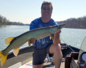 Musky 2016 Lake Carlton 38 Aaron Wiegel